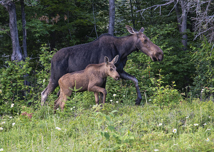 Mama Moose and Calf Photograph by Wade Aiken
