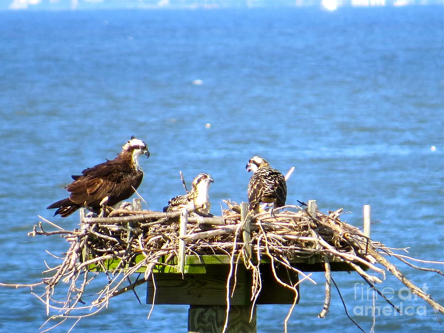 Mama Osprey And Her Babies  Photograph by Nancy Patterson