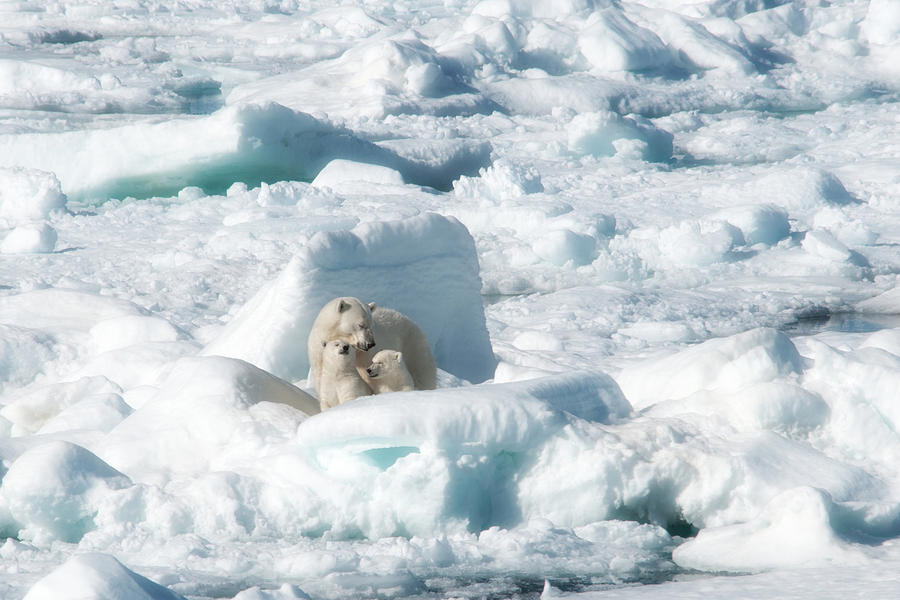 Mother Polar Bears and Cubs Photograph by June Jacobsen