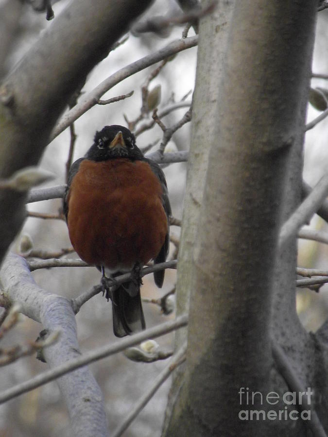 Mama Robin Photograph by Michelle Welles