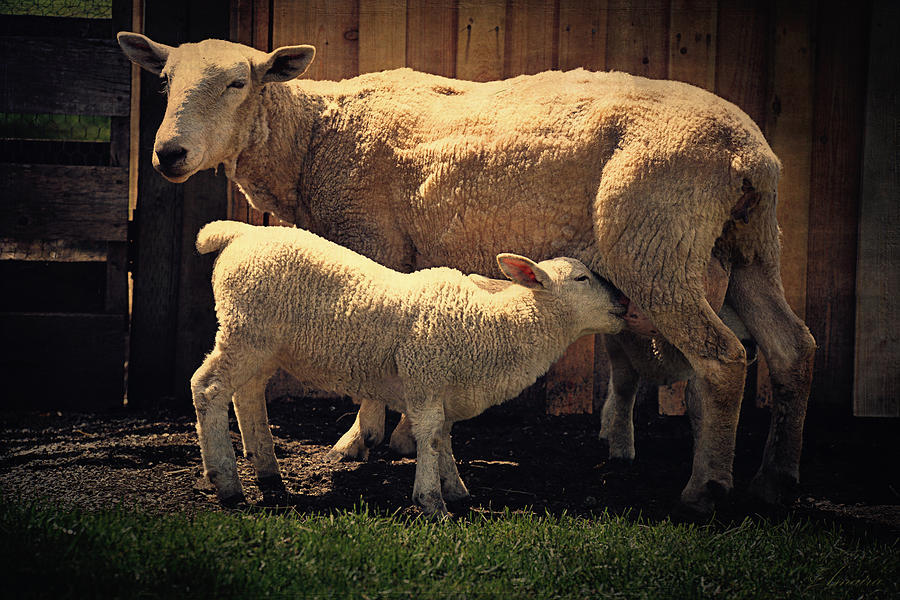 Mama Sheep And Baby Lamb Photograph by Maria Angelica Maira