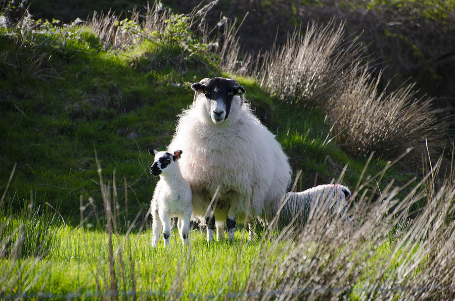 Mama Sheep and her Two Lambs Photograph by Bill Cannon