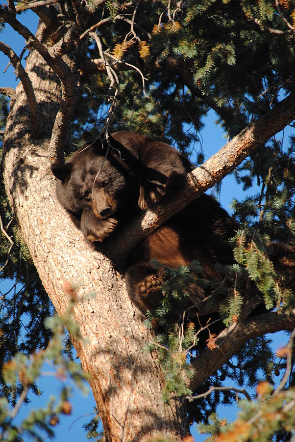 Mama's in the Tree Photograph by Tammy Burgess - Fine Art America