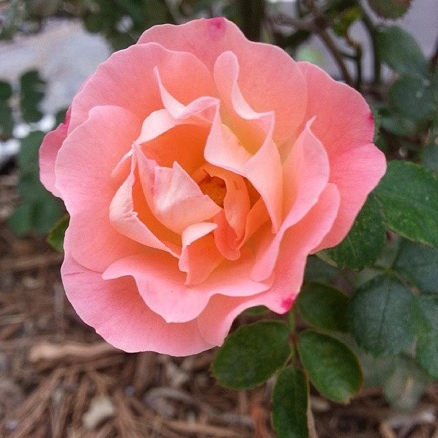 Mamas Rose Blooming In The Garden Photograph by Blake Kirby