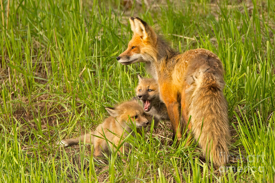 Mamma Fox and Kits Photograph by Natural Focal Point Photography
