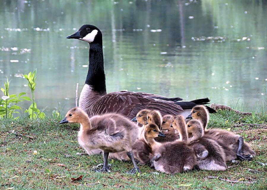 Goose Photograph - Mamma Goose and Babies by Janice Drew