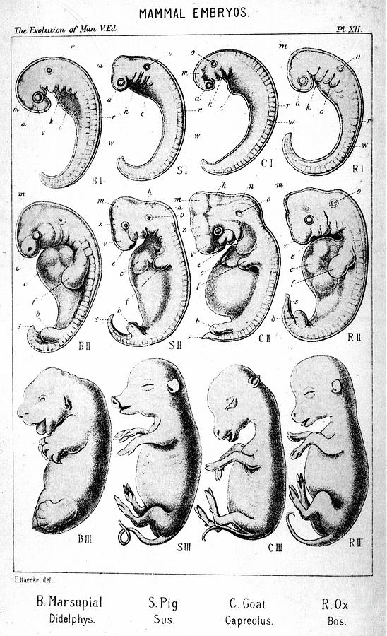 Mammal Embryos Photograph by Universal History Archive/uig