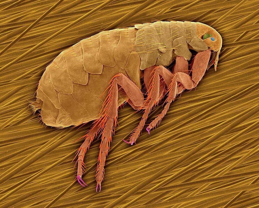 Common Flea | lupon.gov.ph