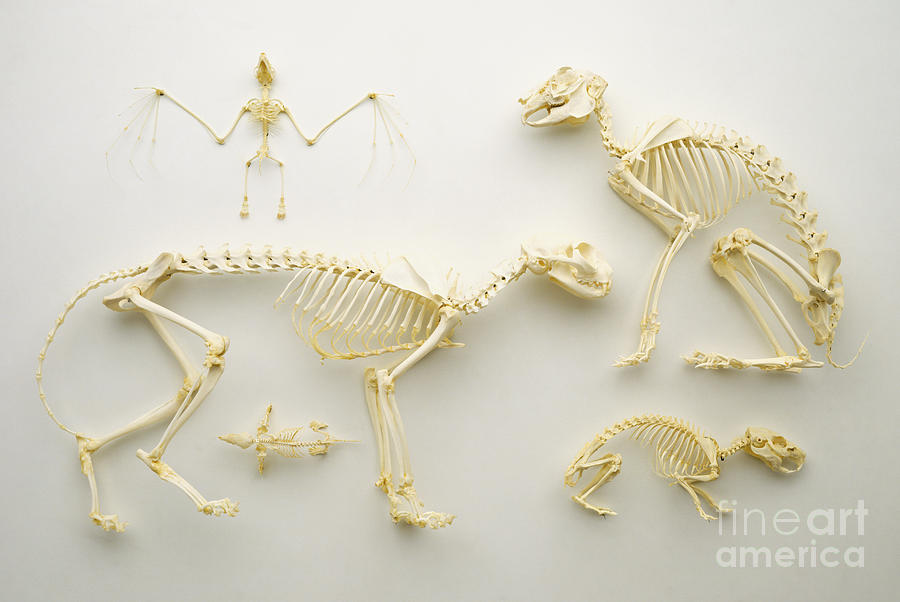 Mammalian Skeletons Photograph by Dave King / Dorling Kindersley