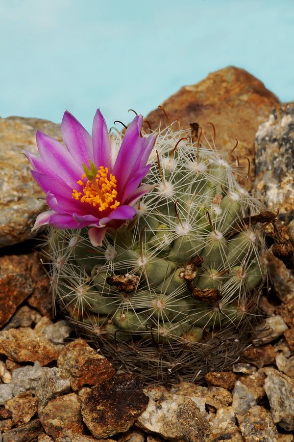 Mammillaria Boolii by Brian Gadsby/science Photo Library