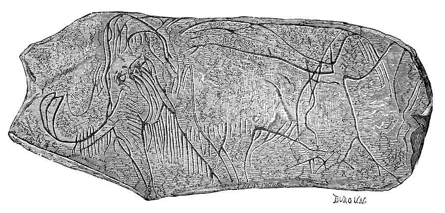 Mammoth Carving On Ivory Photograph by Science Photo Library Mammoth Carving On Ivory Photograph by Science Photo Library