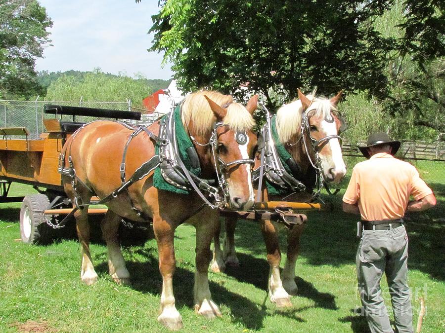 Mammoth cave horse wagon Photograph by Ted Pollard | Fine Art America