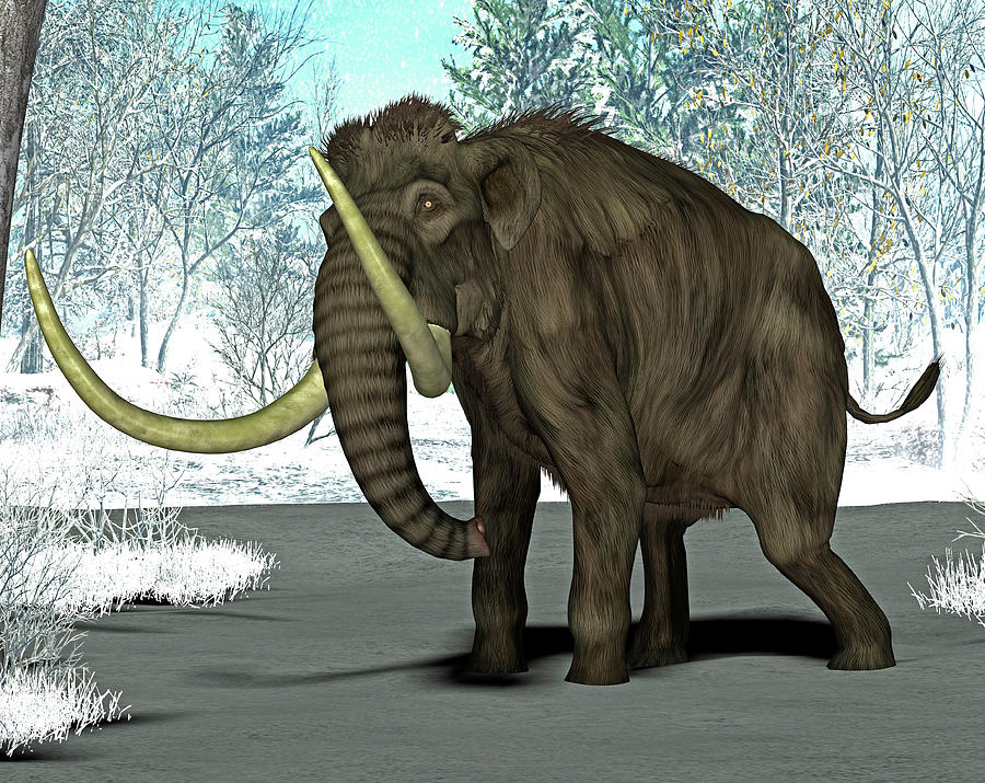 Nobody Photograph - Mammoth by Friedrich Saurer Nobody Photograph - Mammoth by Friedrich Saurer