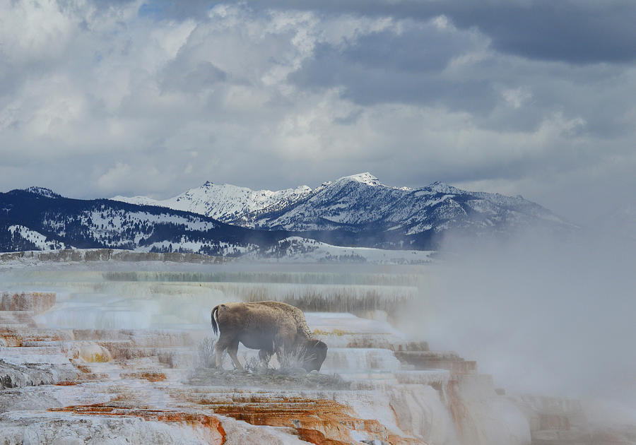  Yellowstone Bison Photograph by Joseph J Stevens