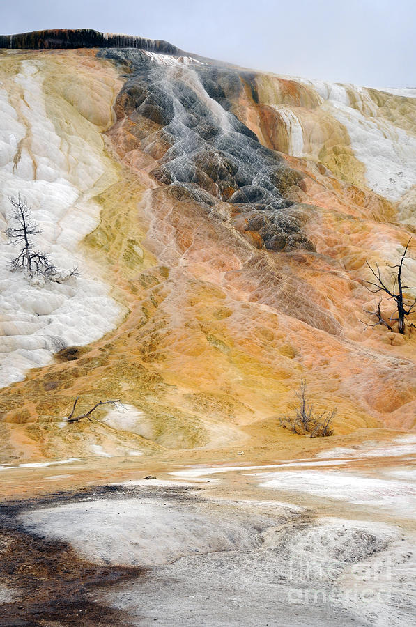 Yellowstone National Park Photograph - Mammoth Hot Springs - Yellowstone by Cindy Murphy -NightVisions