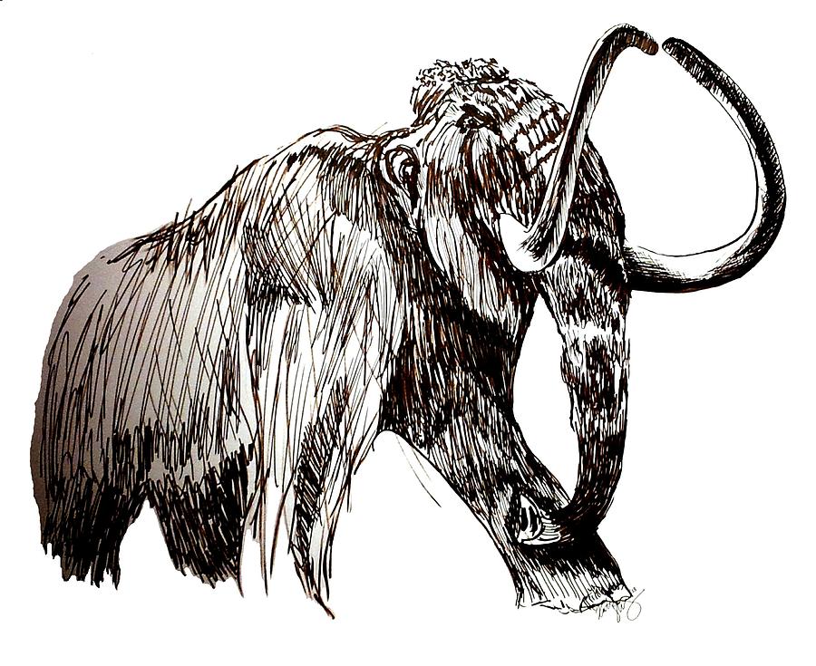 Mammoth Drawing by Kirsten Slaney Fine Art America