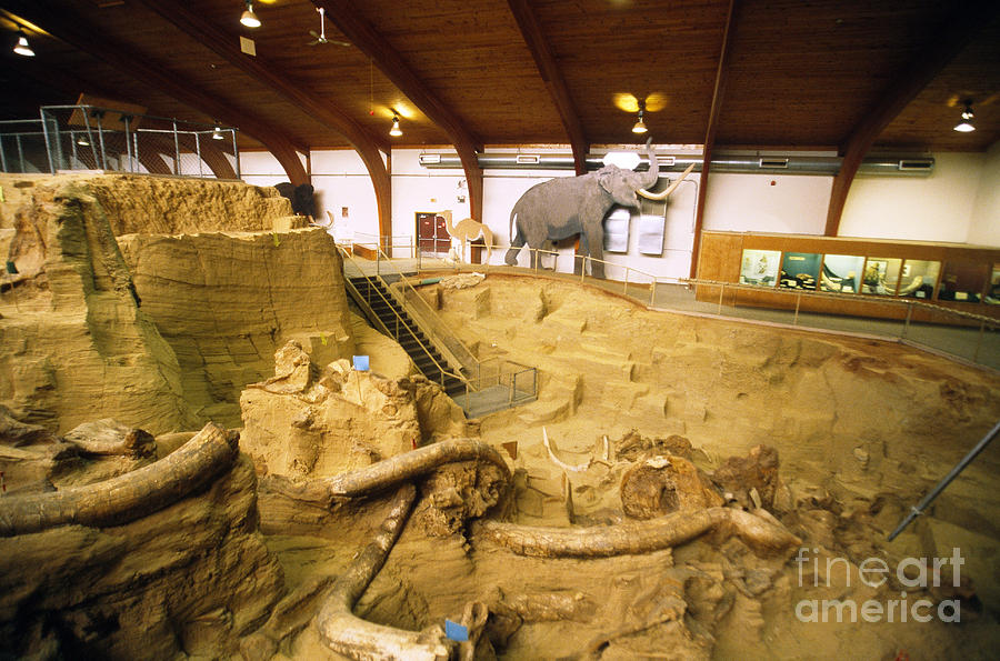 Mammoth Site Museum Photograph by Mark Newman