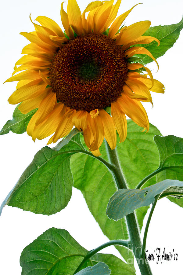 Sunflower Photograph - Mammoth Sunflower by Carol F Austin