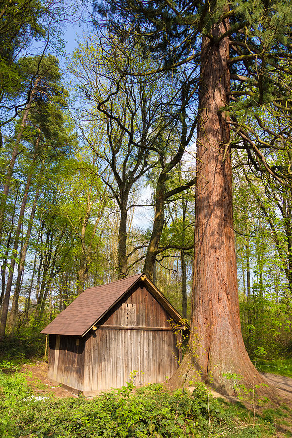 Mammoth Tree Sequoia And Little Hut In The Forest Photograph