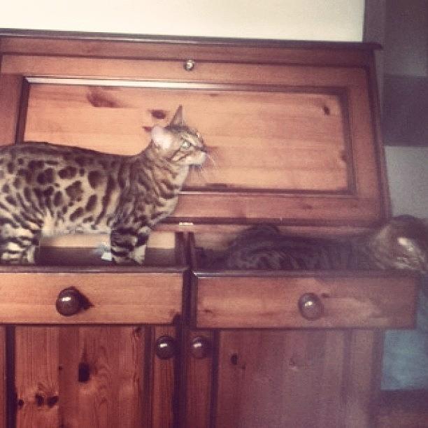Mams Tidying Drawers Out Bengals Are Photograph by Ashley Grant