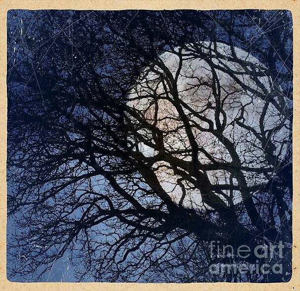 Tree Photograph - Man-24 by Morgan Wright