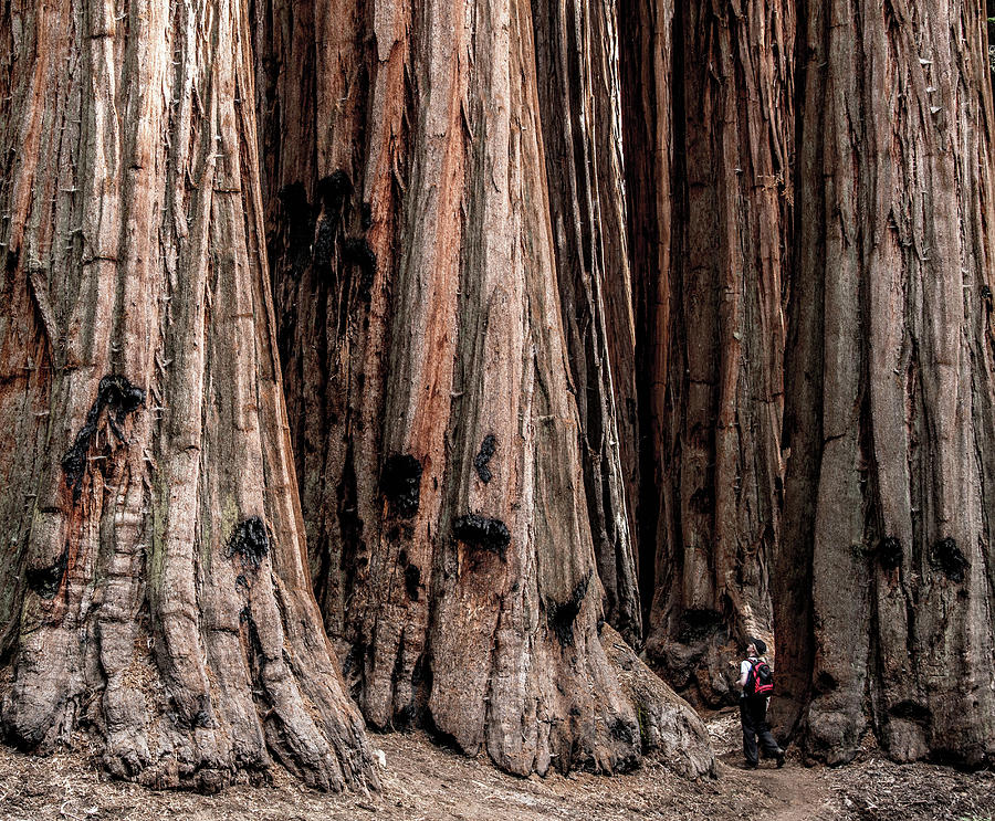 Man And Giant Redwood Trees Photograph by Cultura Rm Exclusive/julian Love