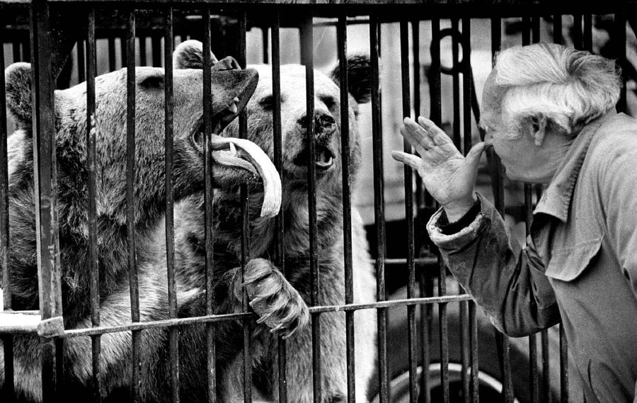 Vintage Photograph - Man at Zoo teases bears by Retro Images Archive