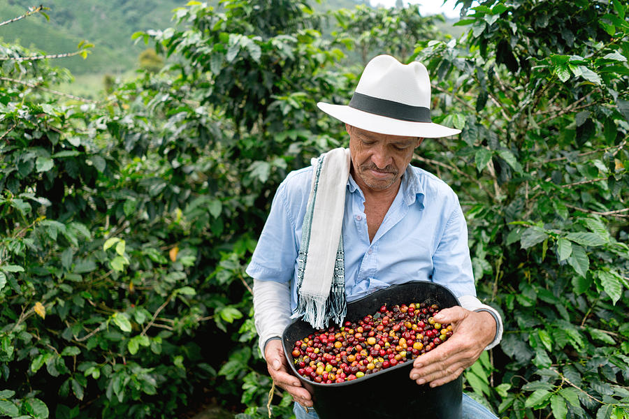 Man collecting coffee beans at a farm Photograph by Andresr