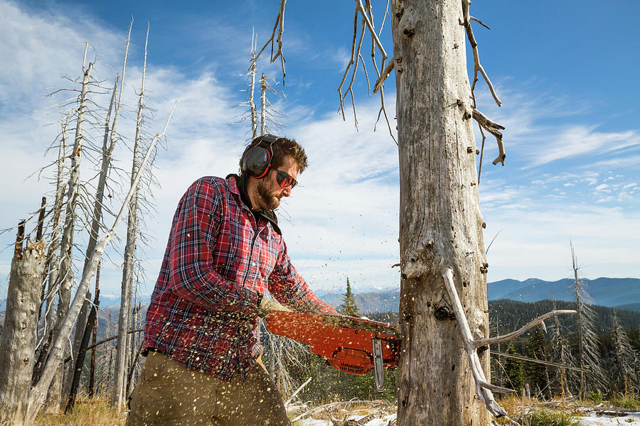 Man Cutting Dead Tree Using Chainsaw Photograph by Craig Moore Fine