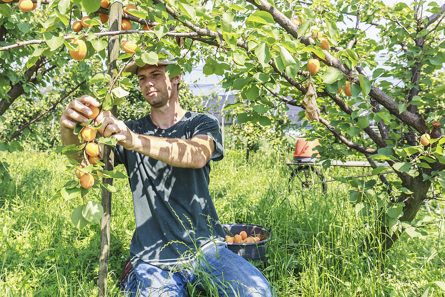 Man harvest fruit tree Photograph by Deimagine