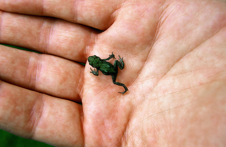 Man holding baby common toad (Bufo bufo) on palm of hand, close-up Photograph by Terry Williams