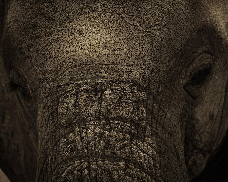 Elephant Photograph - Man is his only enemy by Gene Myers