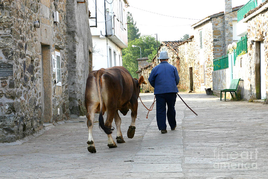 Man Leading Cow, Spain Photograph by Holly C. Freeman