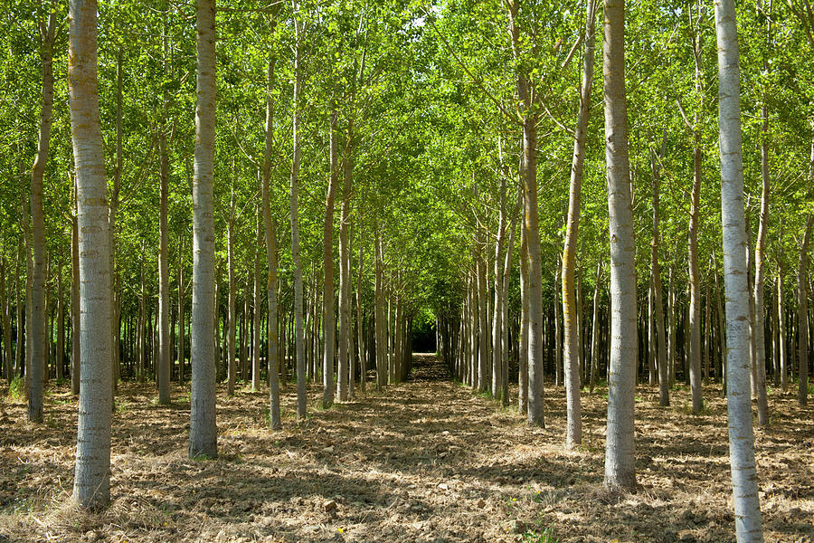 Man Made Sustainable Wood Plantation Photograph by Andrew Bret Wallis