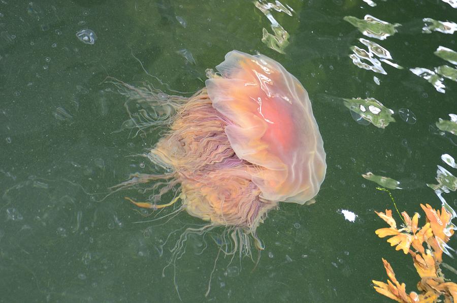 Man-o-war Jellyfish Photograph by Richard Henne