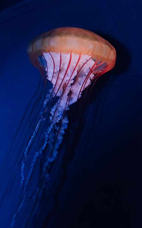 Fish Photograph - Man of War Jellyfish by Renee Barnes