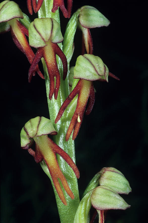 Man Orchid Flowers Photograph by Paul Harcourt Davies/science Photo Library