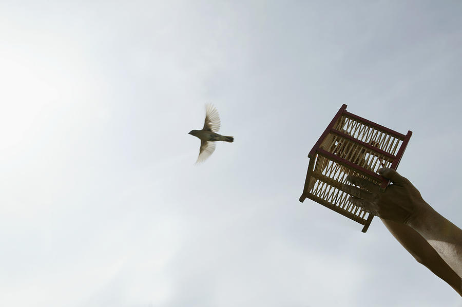 Man releasing bird from small cage, low angle view Photograph by Buena Vista Images