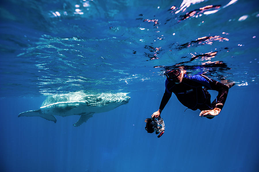 Man Snorkeling With Humpback Whales Photograph By Ted Wood