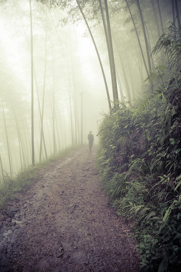 Man Walking In Foggy Forest Photograph by Fzant