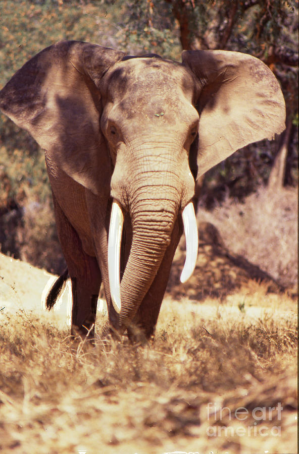 Mana Pools Elephant Photograph by Jeremy Hayden