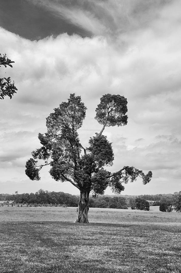 Manassas Battlefield Tree Photograph by Guy Whiteley