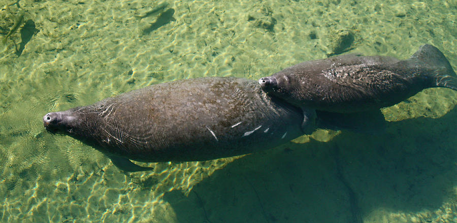 Manatee and Calf Photograph by Jean Clark
