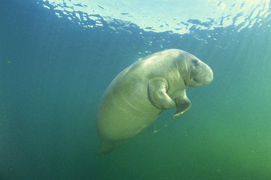 Manatee Photograph by Comstock Images