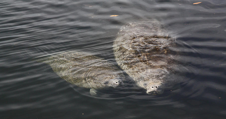 Manatee Cow and Calf Photograph by Jean Clark