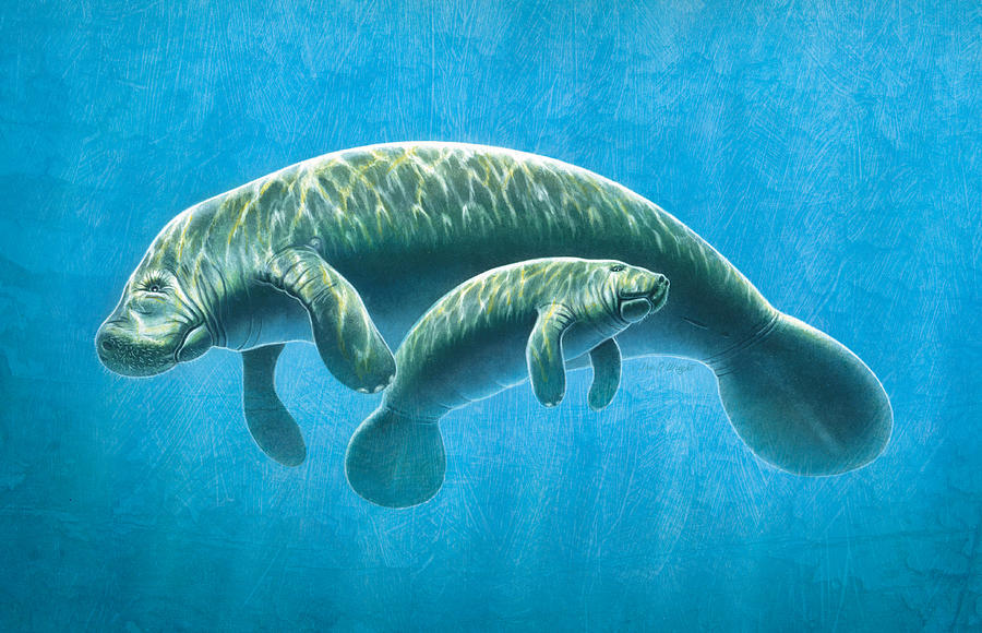 Manatee Painting by JQ Licensing