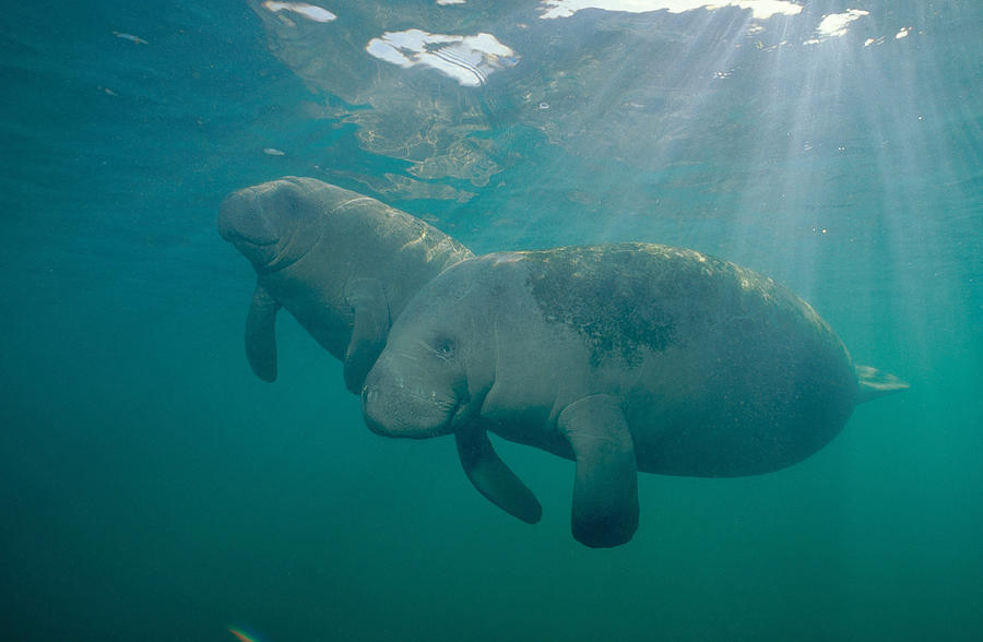 Manatee Mother And Calf Photograph by Andrew J. Martinez
