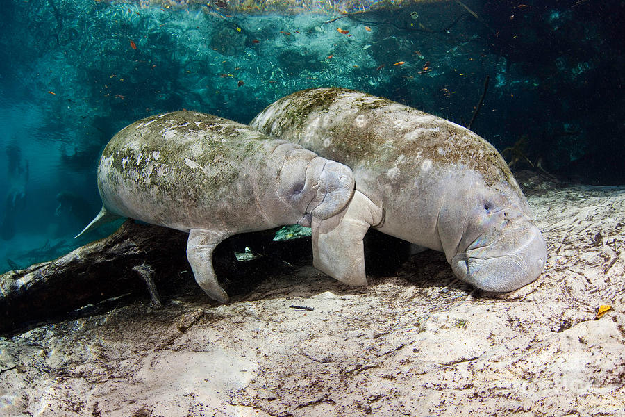 Manatee Mother And Young Photograph by David Fleetham
