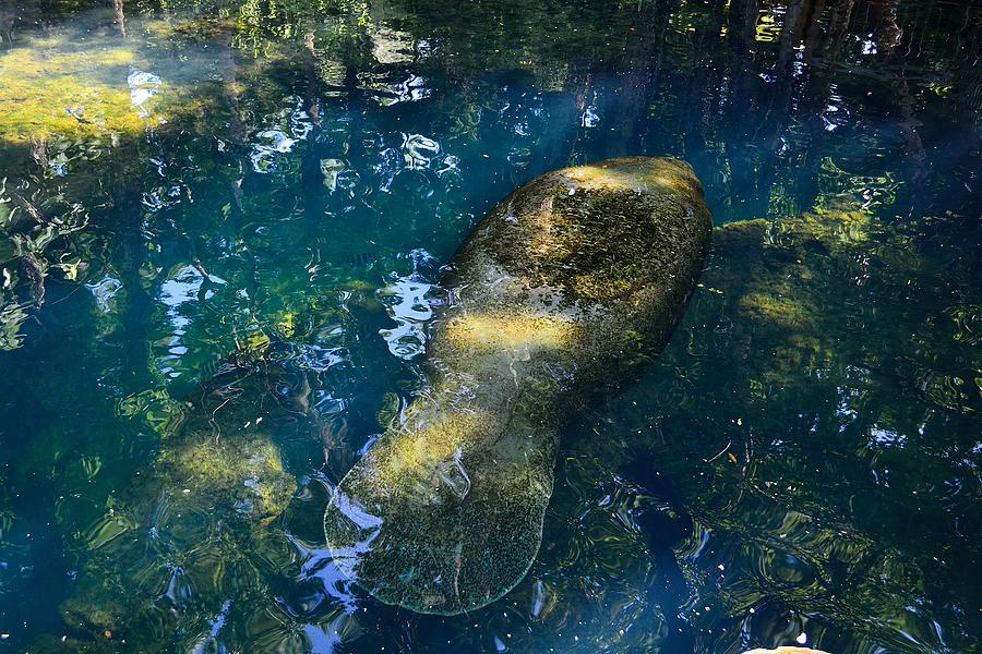 Manatee Reflections Photograph by Richard Zentner