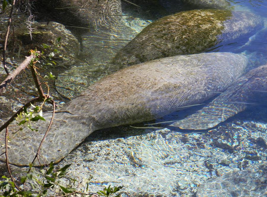 Springs Photograph - Manatee Ripples by Warren Thompson